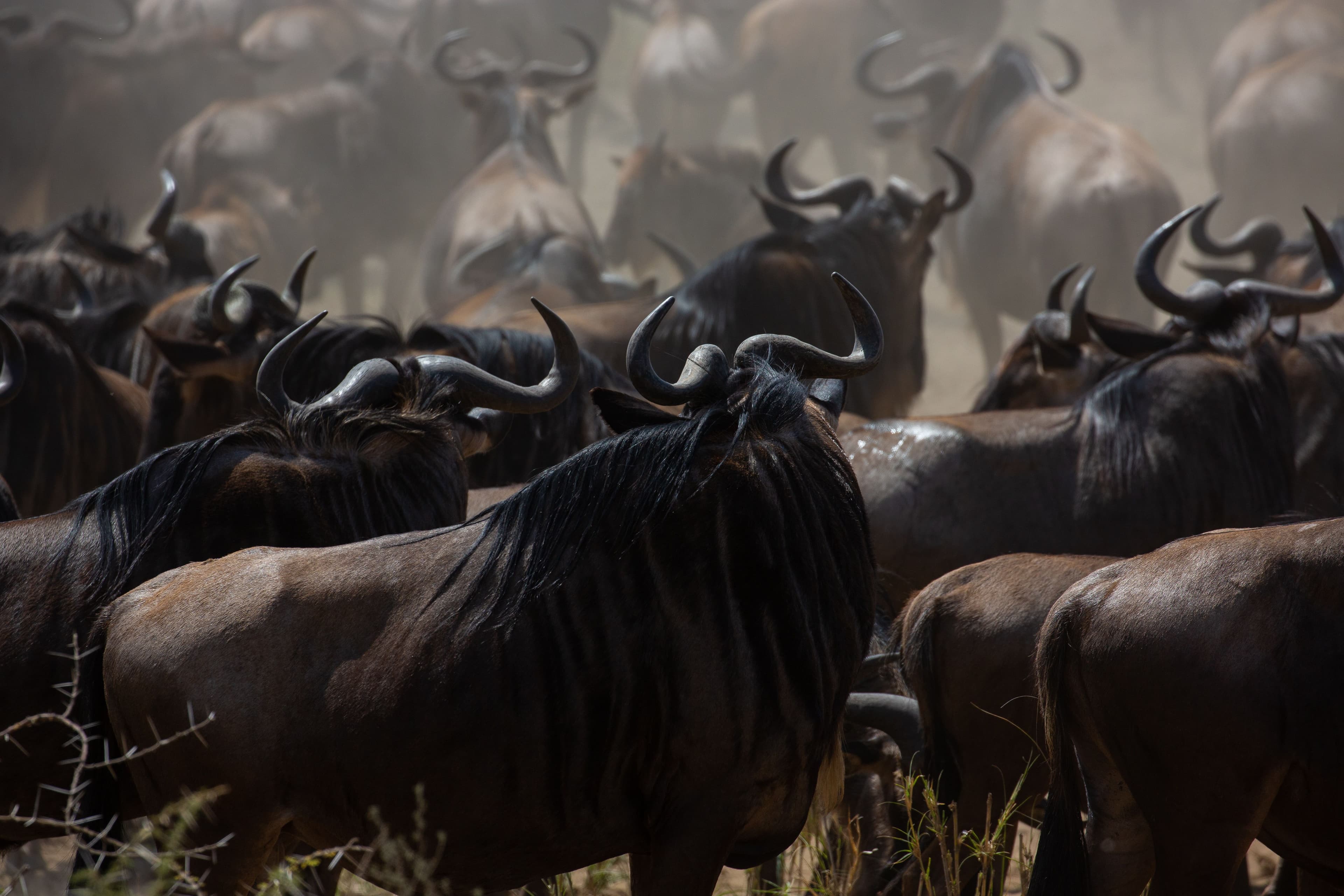 kenya Escapes